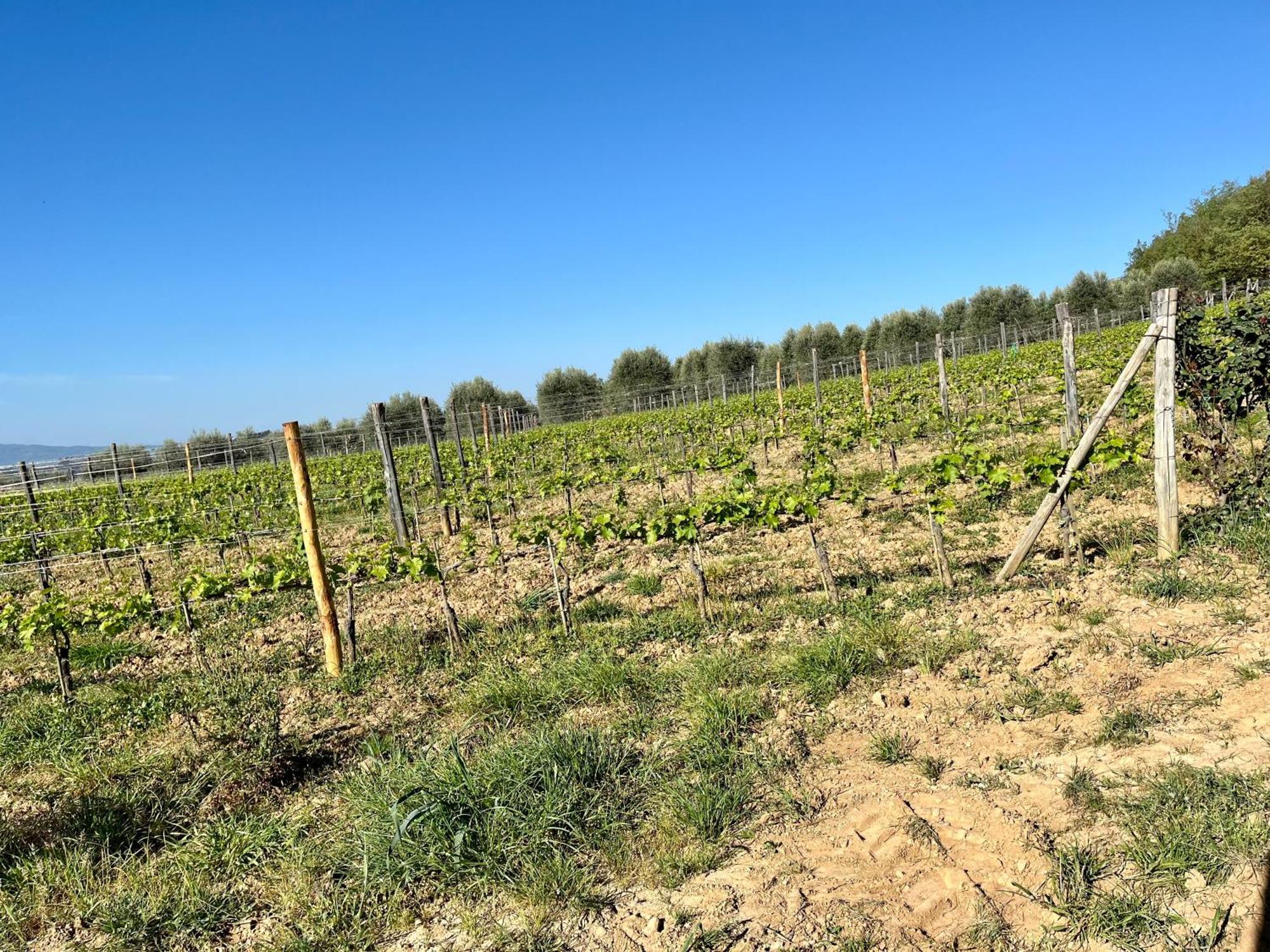 Agriturismo Le Querciole In Val D'Orcia بانيو فينيوني المظهر الخارجي الصورة
